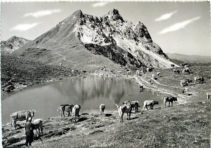 Cartoline postali: KLOSTERS Gotschnaseeli - Hirte mit Kühen – Nuovo (secondo la descrizione) da Jona venduto da philajona