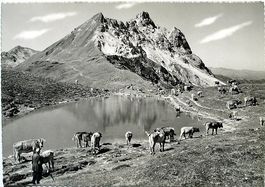 KLOSTERS Gotschnaseeli - Hirte mit Kühen