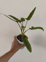 Alocasia Lauterbachiana Variegata im SB-Topf