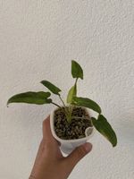 Alocasia Lauterbachiana Variegata