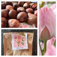 Tulpenzwiebeln Mystic van eijk 10 Stk