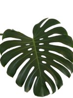 Monstera Deliciosa Stammsteckling (m. Neuaustrieb,bewurzelt)