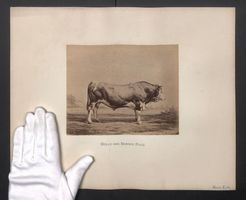 Fotografie Internationale Landwirtschaft
