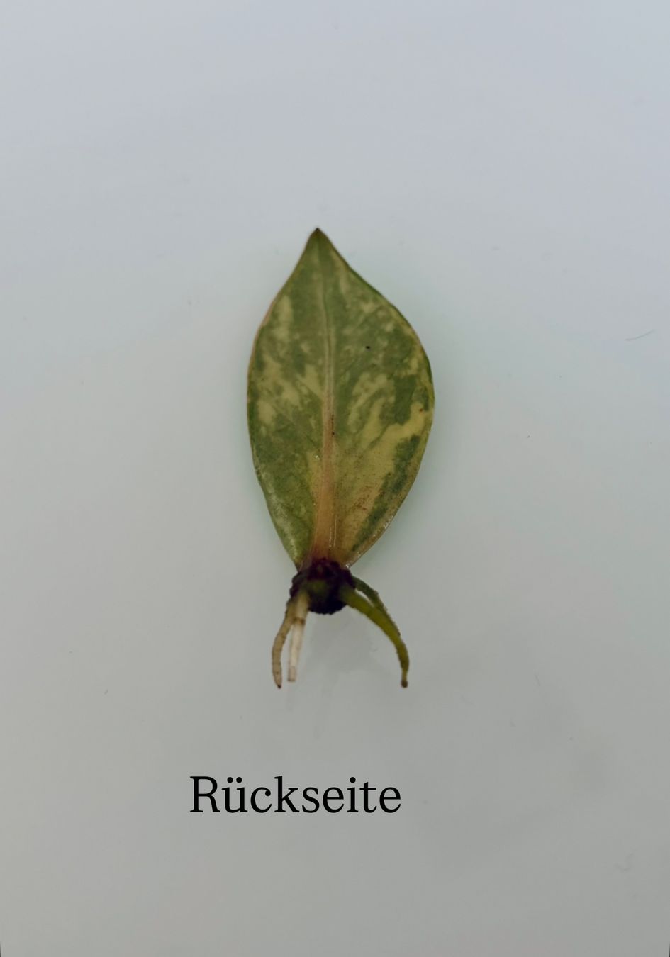 Piante & sementi: Zamioculcas Zamiifolia Variegata – Usato da Spreitenbach venduto da GreenThumb 1