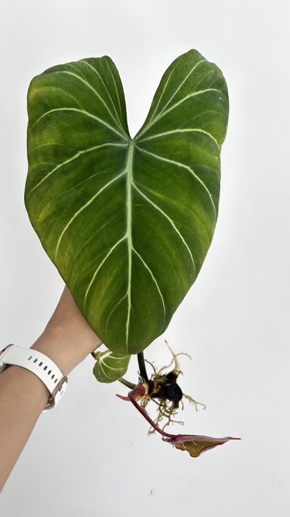 Philodendron Gloriosum Ableger  Seltene Zimmerpflanze (Gebraucht) in  Aathal-Seegrben fr CHF 12  mit Lieferung auf Ricardo kaufen