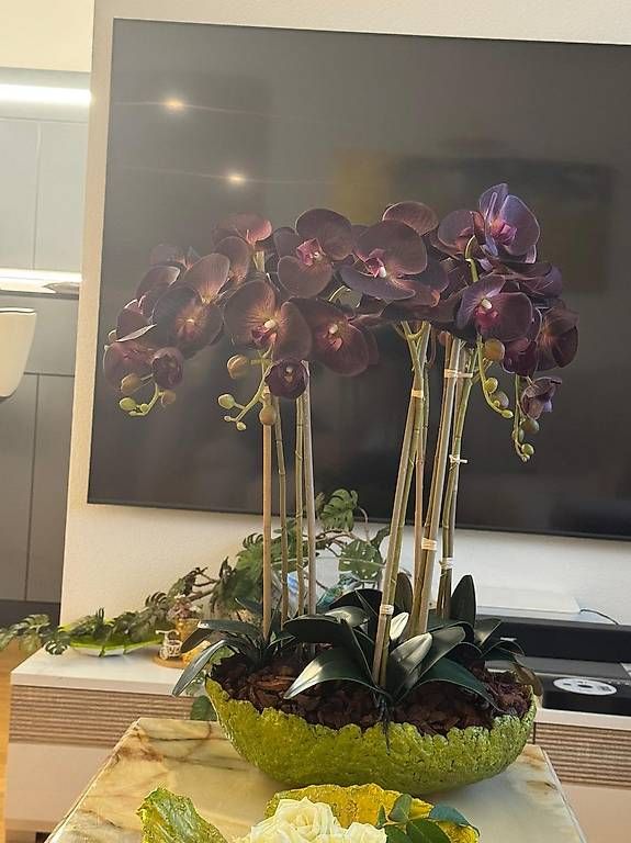 Piante & sementi: Orchideen violett – Usato da Luzern venduto da Brokiland 1