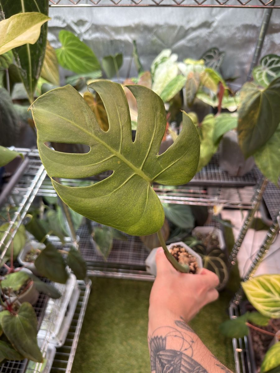 Piante & sementi: Monstera Compacta (Kunzo) | bouture multi noeuds – Usato da Morlon venduto da lucius.greenery