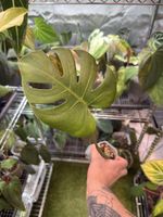 Monstera Compacta (Kunzo) | bouture multi noeuds