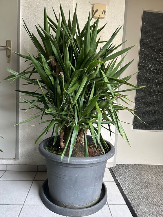 Yucca Kaufen auf Ricardo
