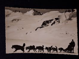 JUNGFRAUJOCH - POLARHUNDE - ALETSCHLETSCHER