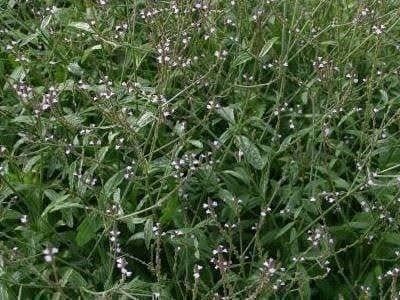 Pflanzen & Samen: VERVEINE OFFICINALE   plante 15-20cm – Neu (gemäss Beschreibung) aus Bremblens von FIBONACCI369 2