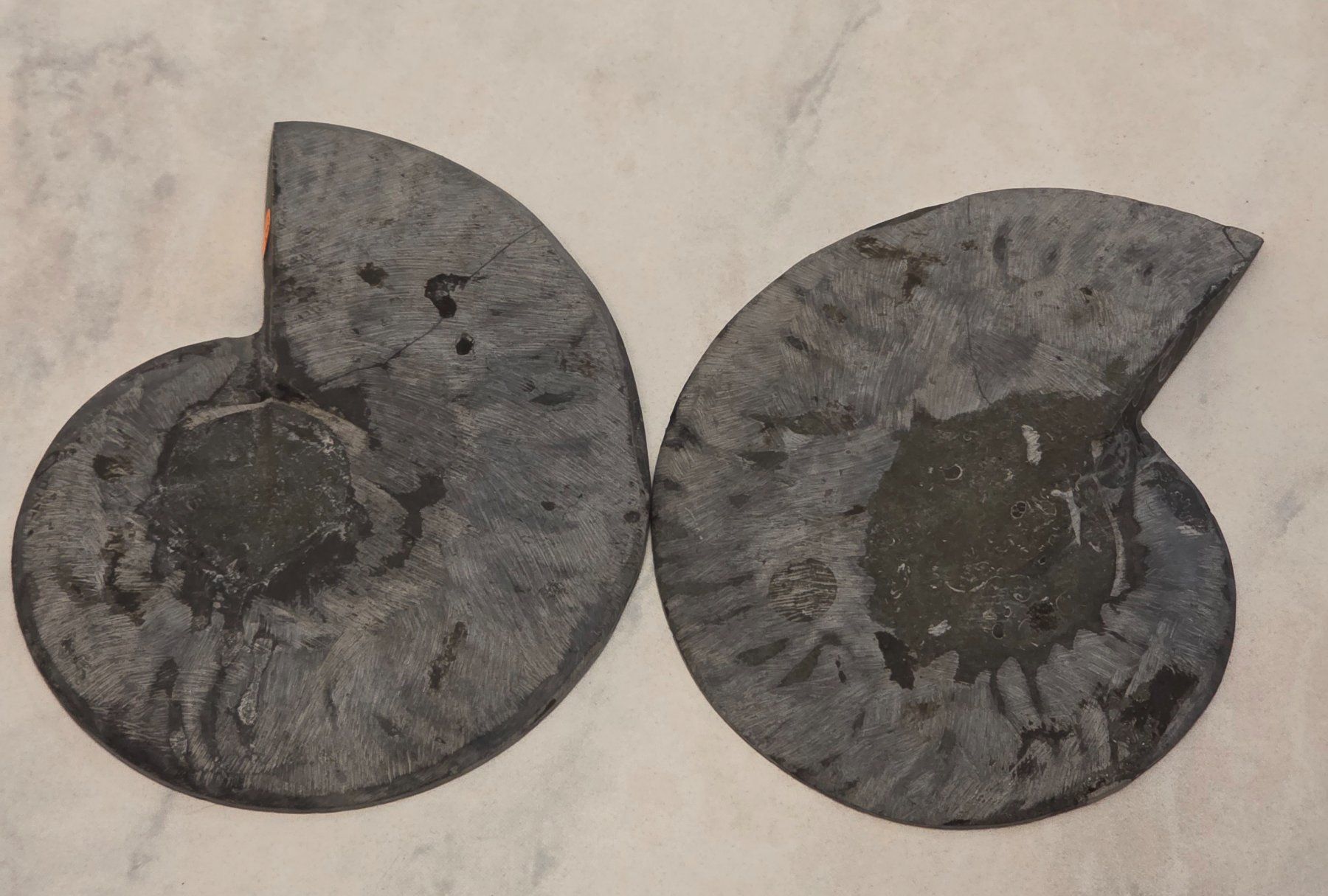 Fossili: Schwarzes Ammonitenpaar G 300g – Nuovo e nell'imballaggio originale da Matzingen venduto da Shay_Crystalz 2