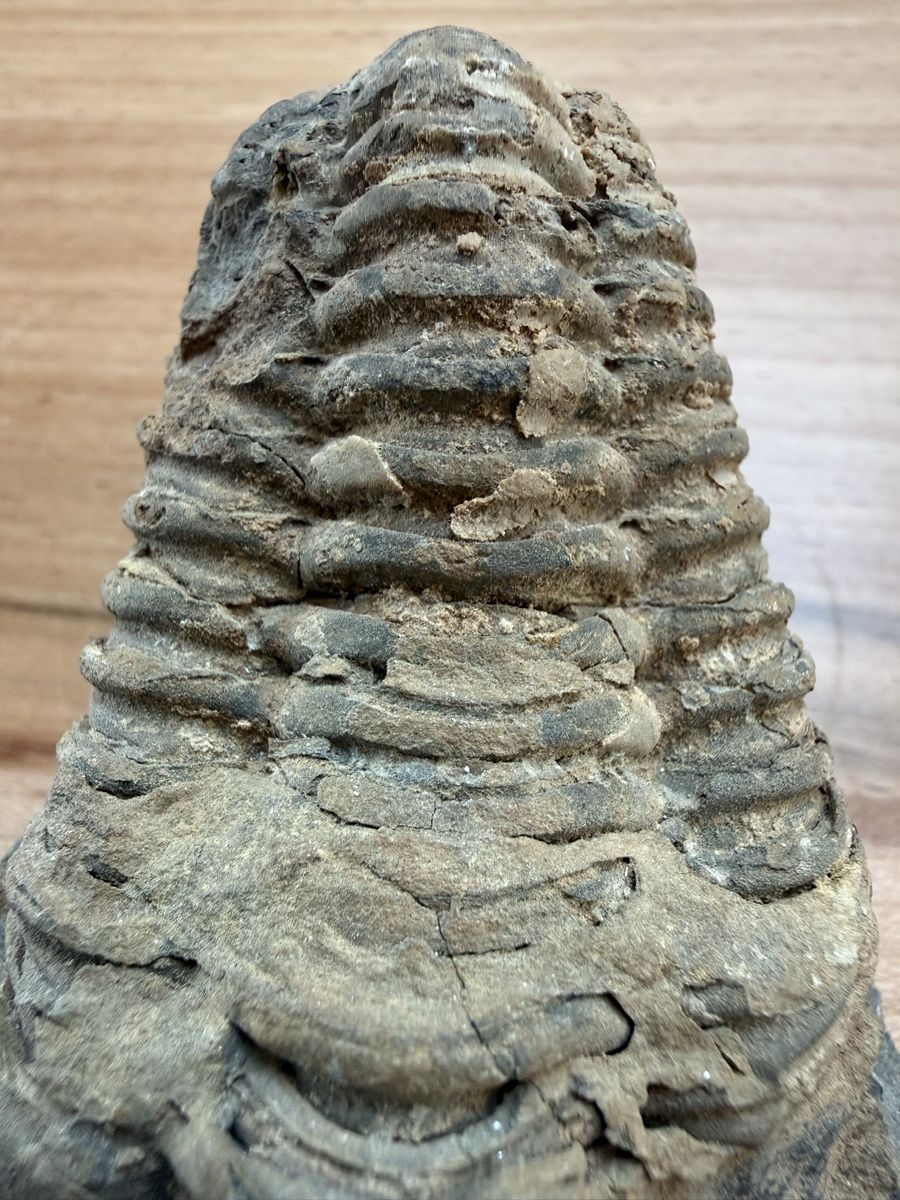 Fossili: Versteinerter Trilobit – Usato da Grenchen venduto da Bastet007 5