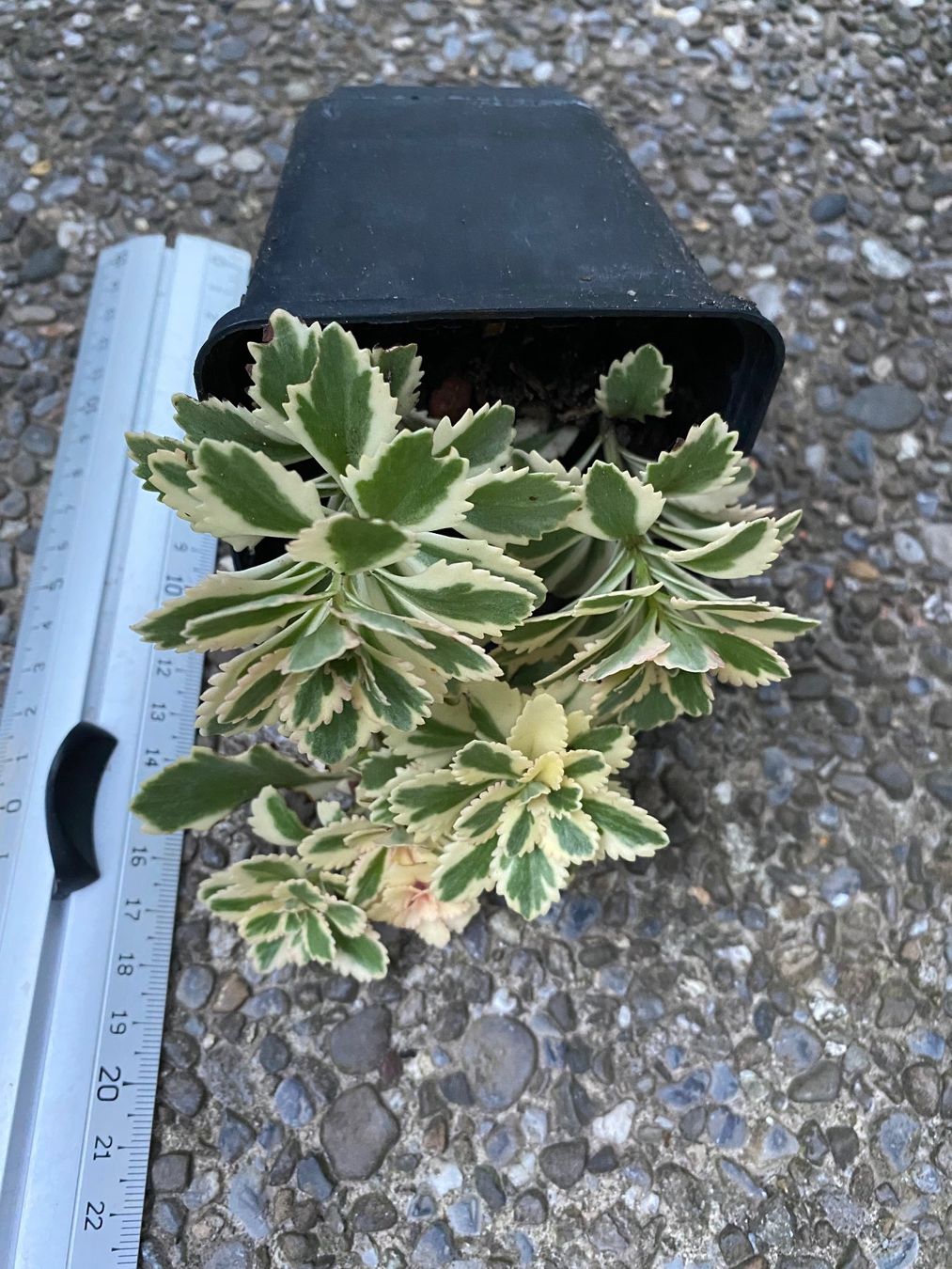 Piante & sementi: Fettblatt - Sedum takesimense "Atlantis" variegata – Nuovo (secondo la descrizione) da Winterthur venduto da Aniger 6