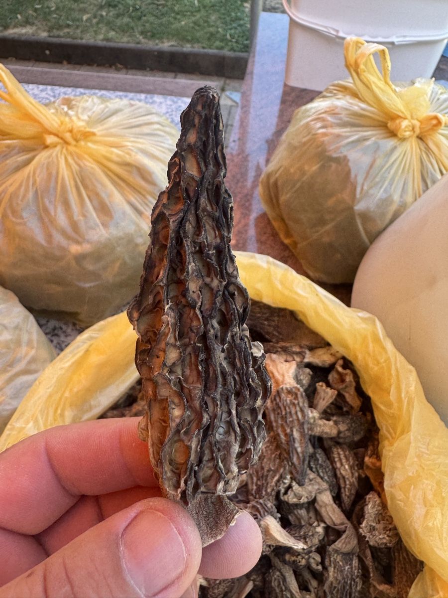 Lebensmittel & Spezialitäten: Getrocknete Morcheln 100 g 30 fr – Neu (gemäss Beschreibung) aus Wenslingen von tarzan74 2