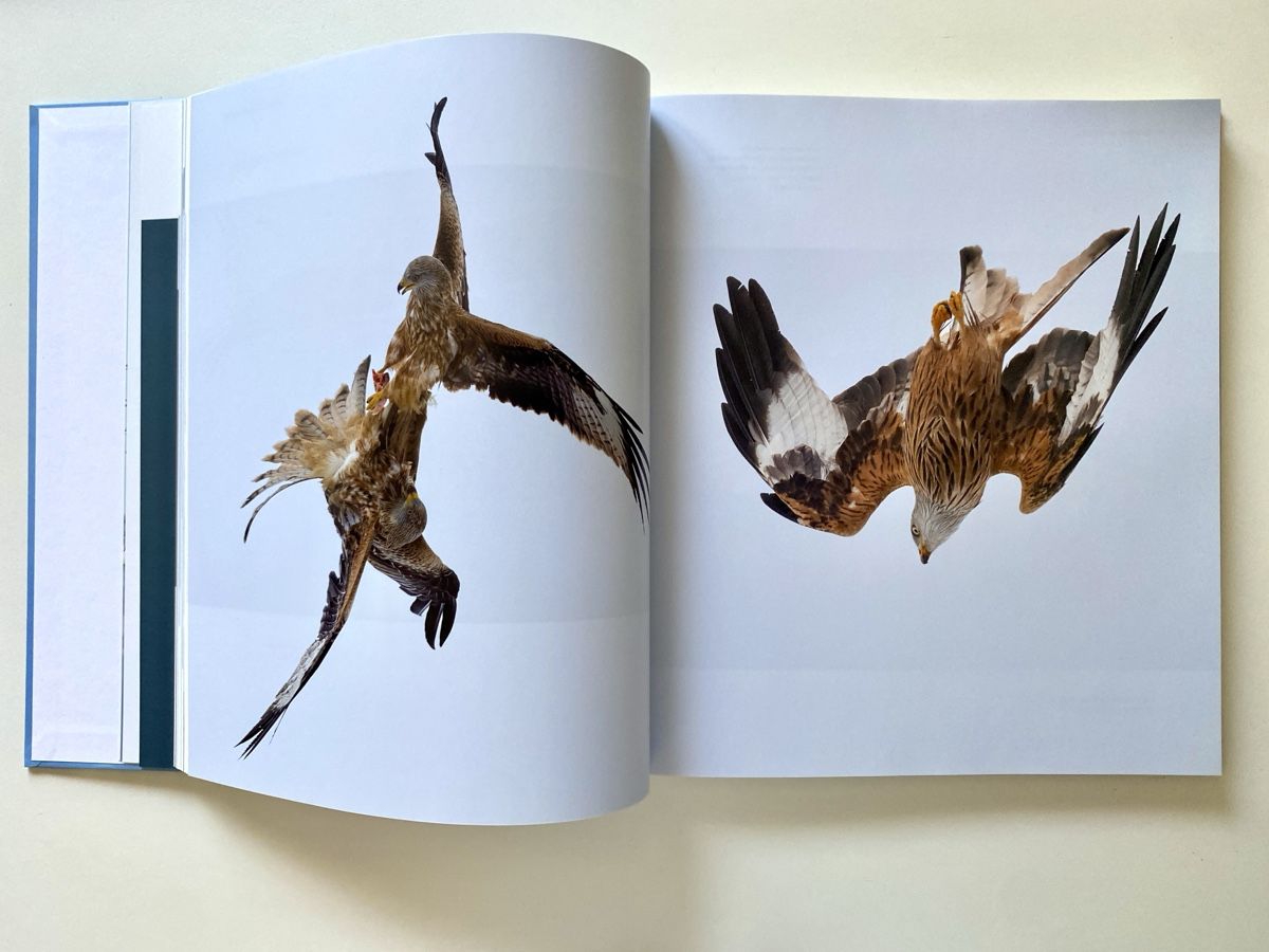 Libri: Der Rotmilan - Ein Greifvogel im Aufwind – Nuovo (secondo la descrizione) da Pfäffikon ZH venduto da arbos61 6