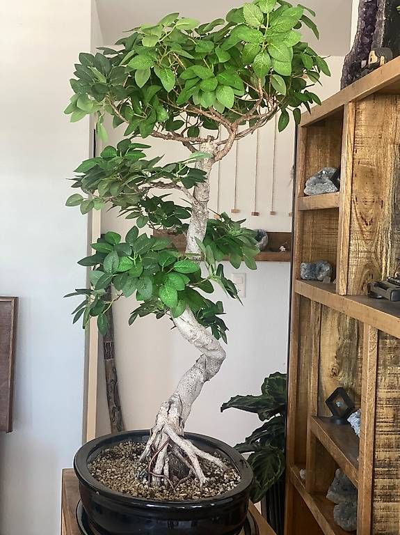 Piante & sementi: Imposanter Ficus - einzigartiger Blickfang  – Usato da Aarau Rohr venduto da Sergiomendez 3