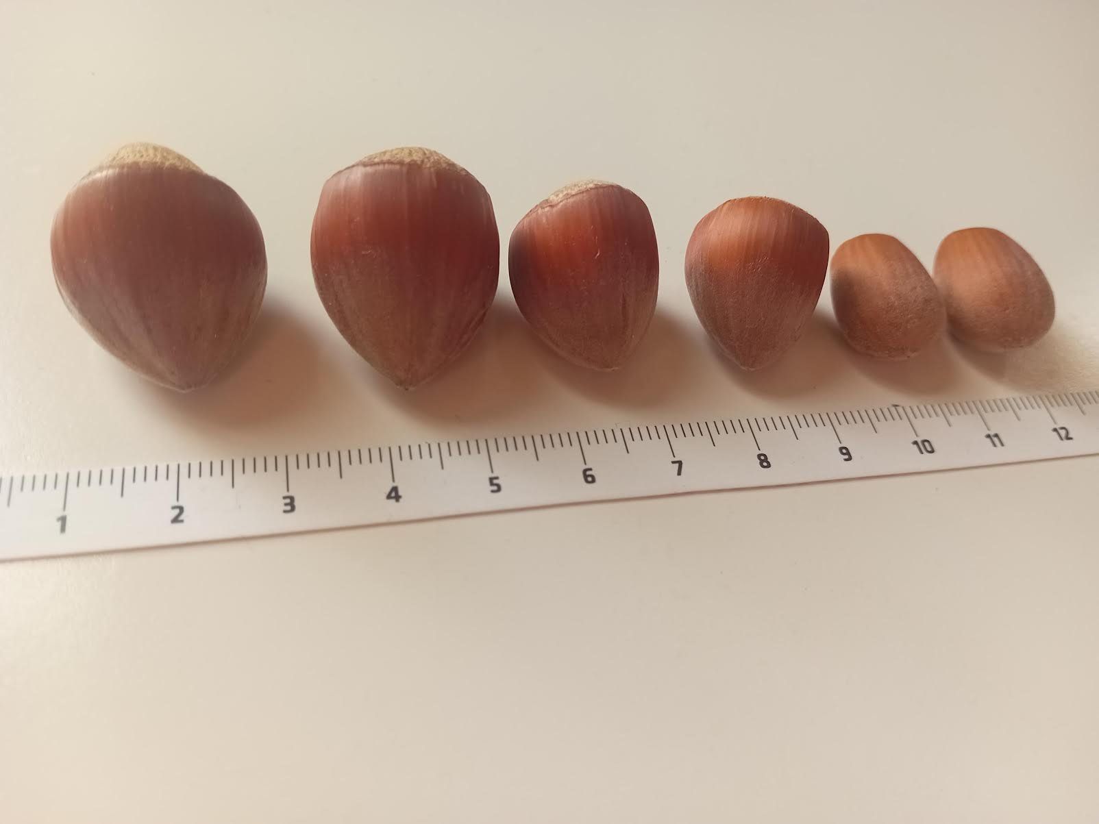 Alle Dekorationen: Haselnüsse Deko, Basteln ca.800g – Neu (gemäss Beschreibung) aus Salez von Robe12 2
