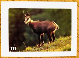 Migros Nature Detectives - Bild Nr. 111