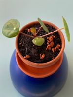 Geldbaum/ Dollarpflanze/ Pilea Baby