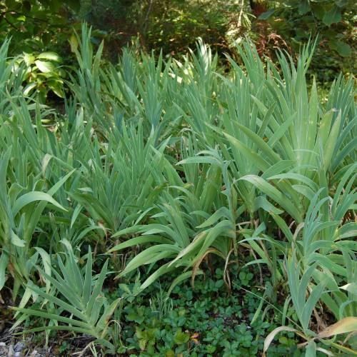 Piante & sementi: Iris Tigre  4 PLANTS – Nuovo (secondo la descrizione) da Bremblens venduto da FIBONACCI369 2