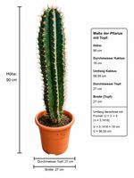 🌵 Großer Säulenkaktus – ca. 90 cm hoch – Gesunde, dekorativ