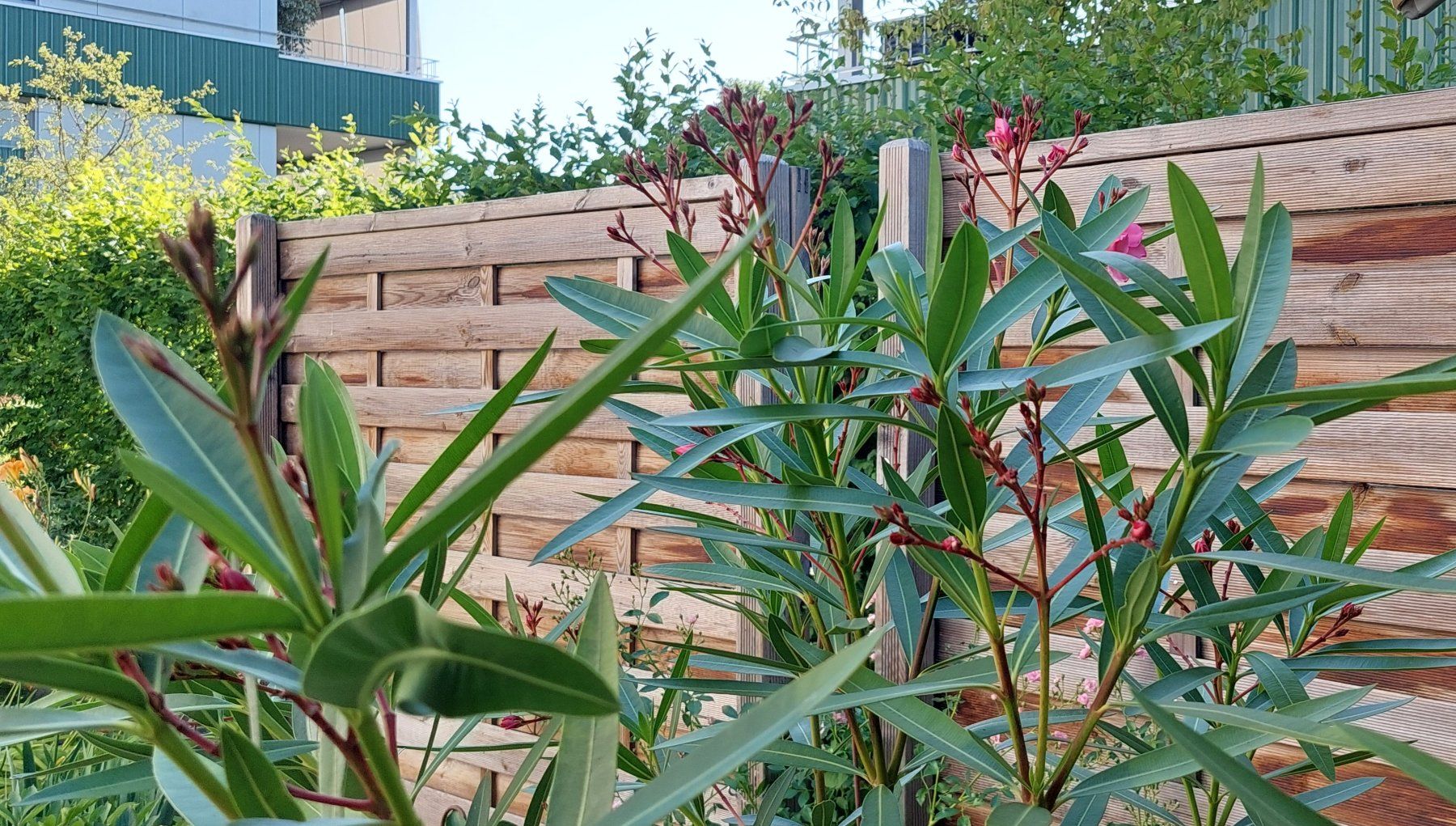 Pflanzen & Samen: Oleander Rosa, Blüten gefüllt – Gebraucht aus Frauenfeld von ma510 2