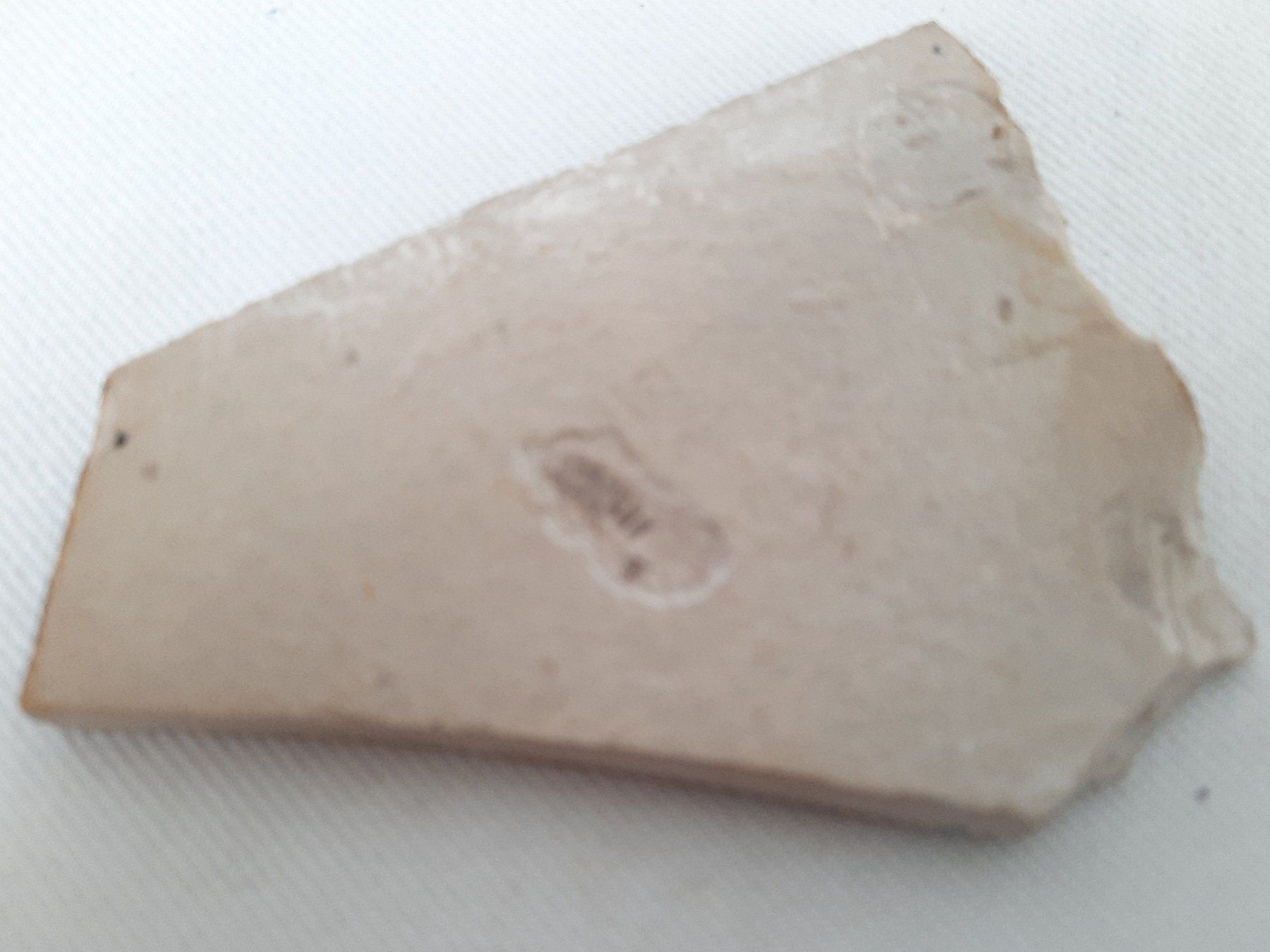 Fossili: 3 Fossilien – Usato da Beinwil am See venduto da Restwert_Beinwil 7