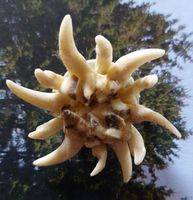 Brosche aus Fuchszähnen in Edelweiss Design