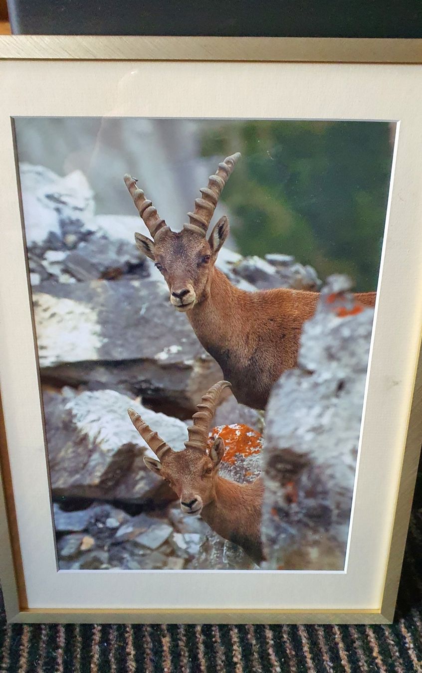 Foto & Immagini: Steinbock Bild gerahmt – Usato da Kandersteg venduto da nvo_65py