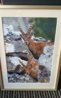 Steinbock Bild gerahmt
