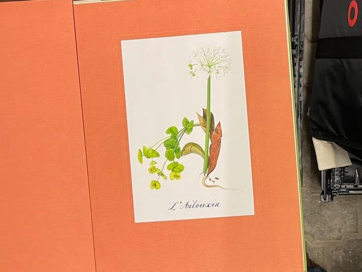 Libri: L' herbier imaginaire – Nuovo (secondo la descrizione) da Vevey venduto da yve_7dpw 1