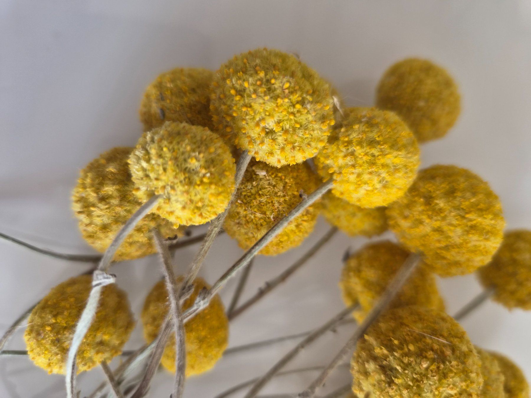 Tutte le decorazioni: Trockenblumen Gelb – Usato da Erstfeld venduto da tan_ddw8 2