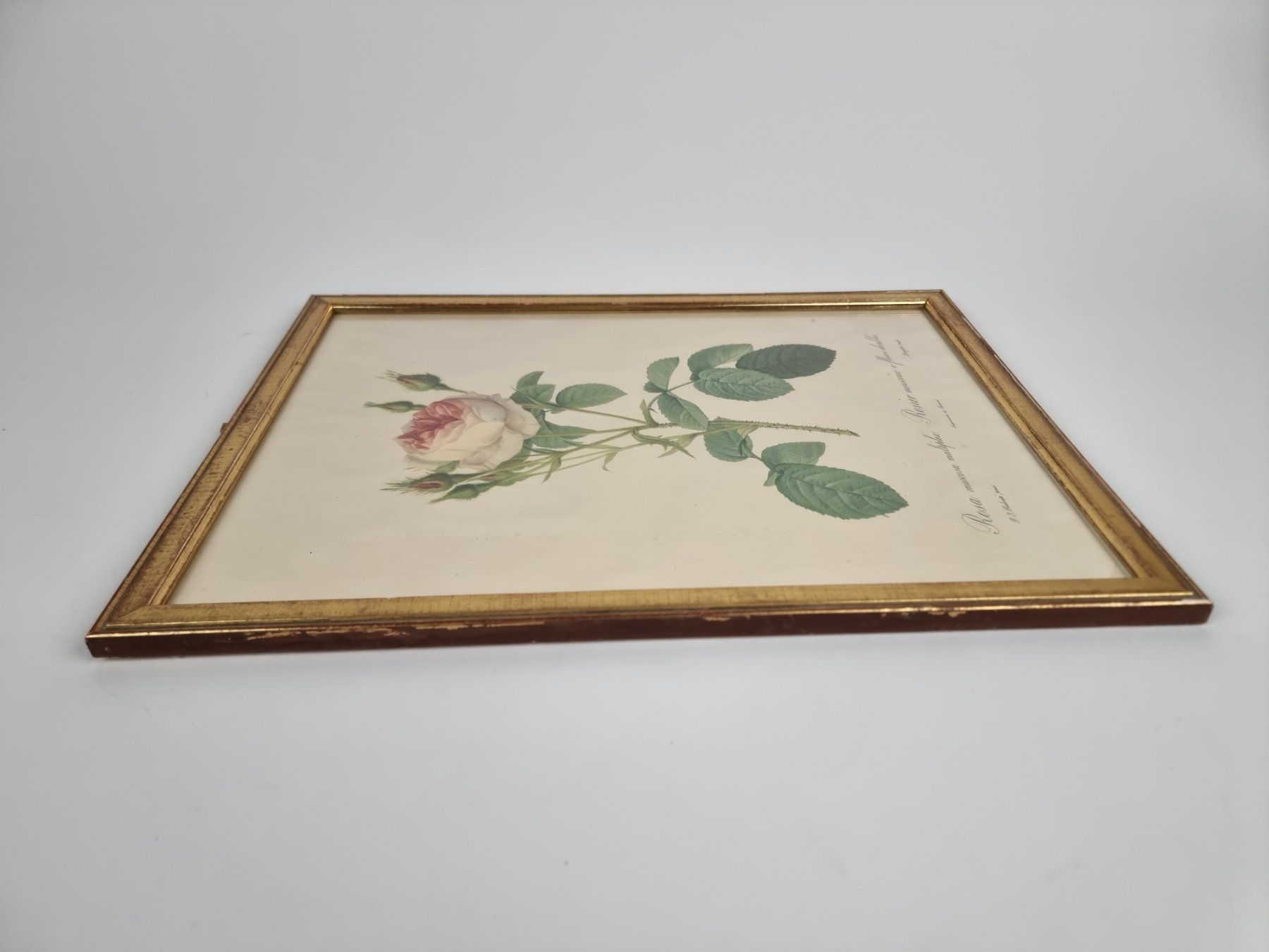 Foto & Immagini: Wandbild Rose – Usato da Urtenen-Schönbühl venduto da Restwert_Schoenbuehl 4