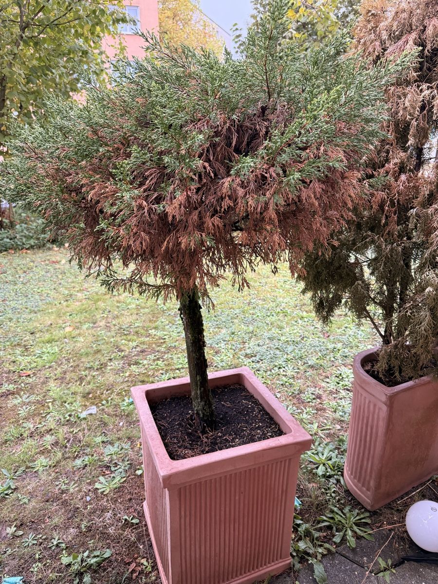 Pflanzen & Samen: 4 Stück Thuja-Lebensbaum im Topf – Gebraucht aus Schaffhausen von Lutka01 2