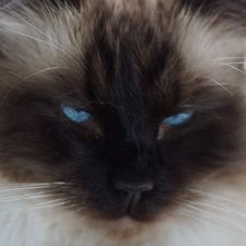 Profile image of Steph-hifi