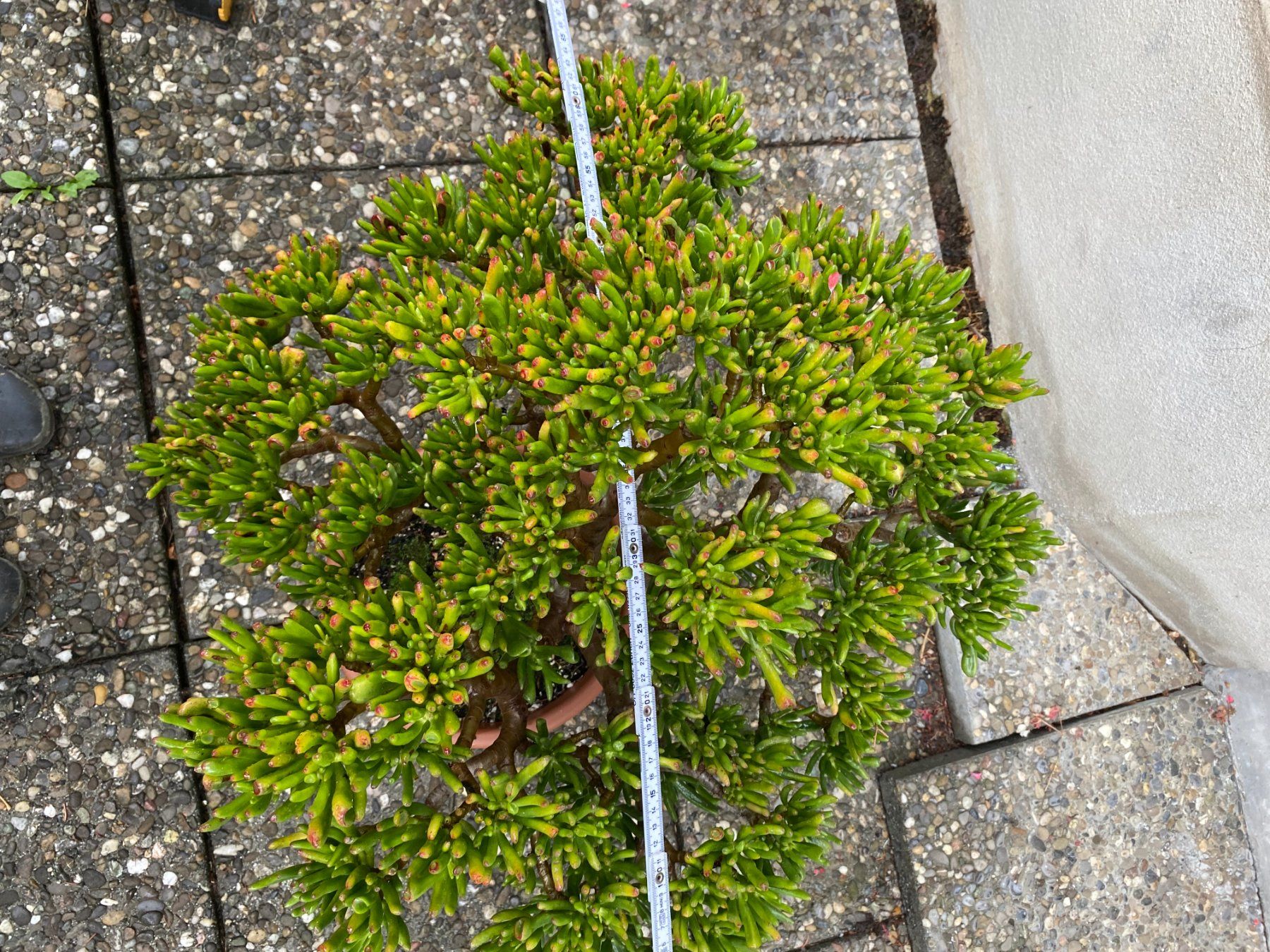 Pflanzen & Samen: Geldbaum crassula Talerbaum dickblatt – Gebraucht aus Schönenberg ZH von struzzi 6