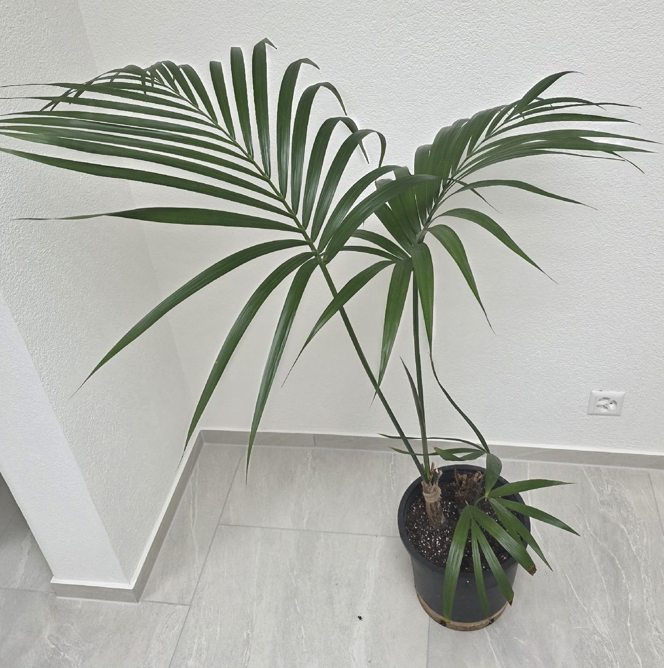 Piante & sementi: Schöne Zimmerpflanze, Palme – Usato da Rheinsulz venduto da Gilea 1