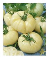 Weisse Schönheit - Fleischtomate - 20 Samen