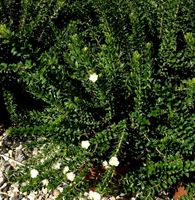 Sardische Myrte MYRTUS COMUNIS XL: H 60-70cm Kräuterpflanze