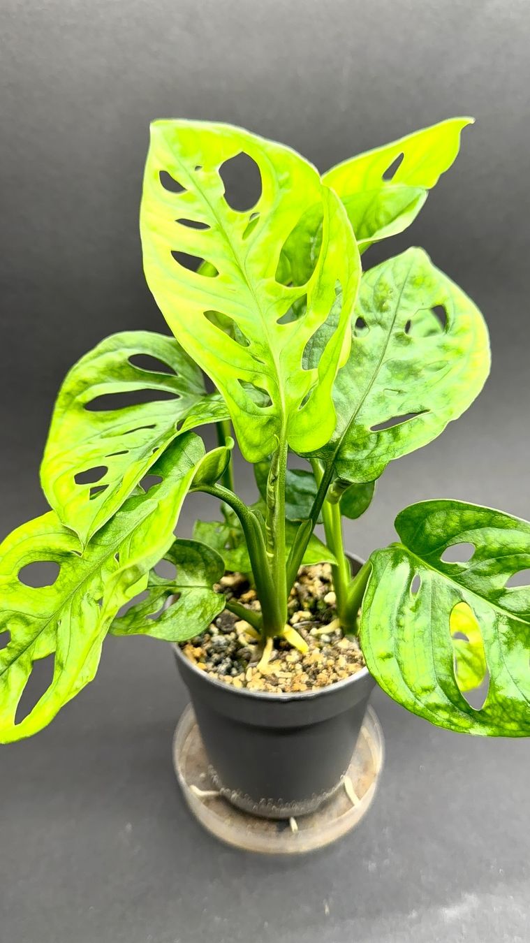 Piante & sementi: 🌿 Monstera adansonii – Usato da Zürich venduto da jpquast 1