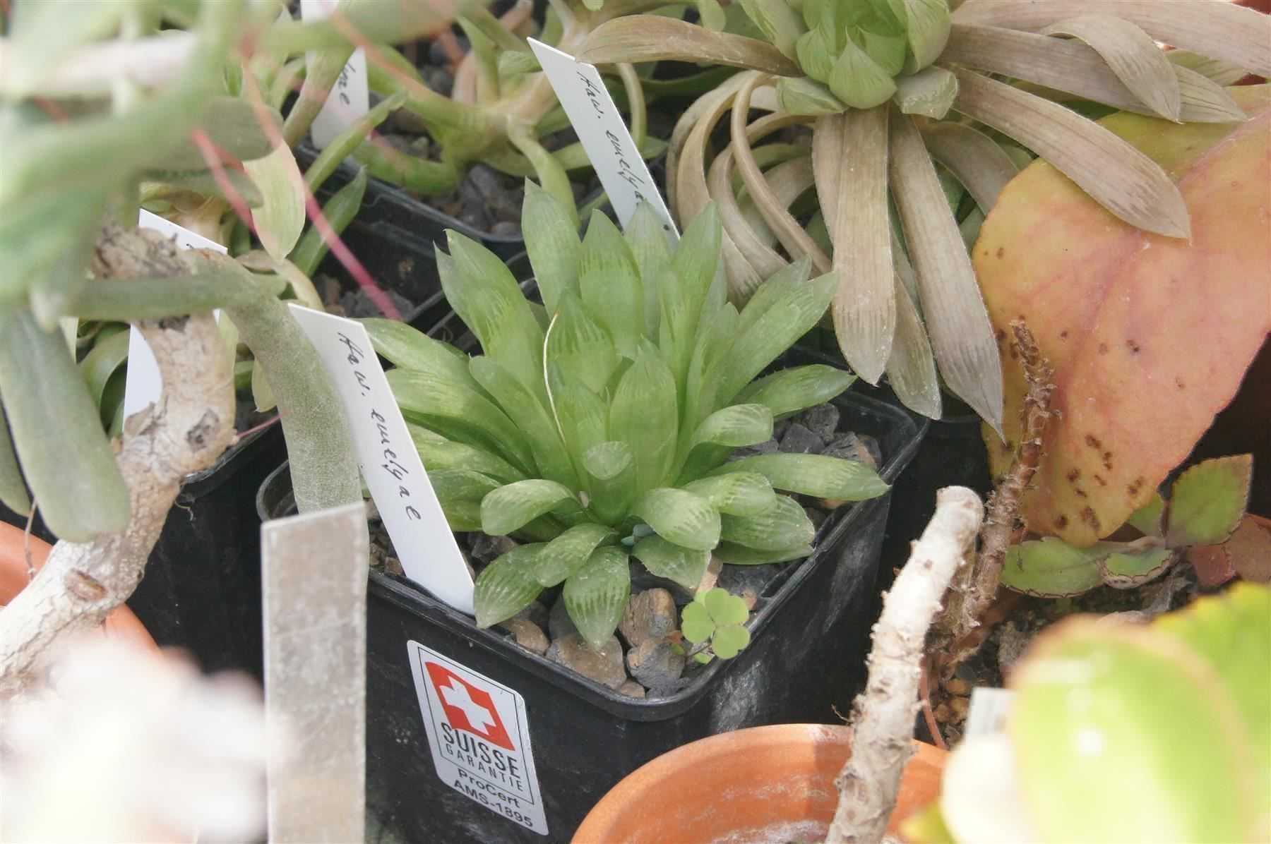 Piante & sementi: Haworthia emelyae spp. - Sukkulent – Nuovo (secondo la descrizione) da Geroldswil venduto da botanicals