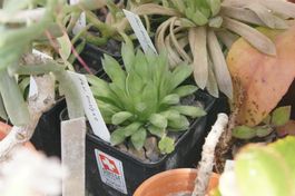 Haworthia emelyae spp. - Sukkulent