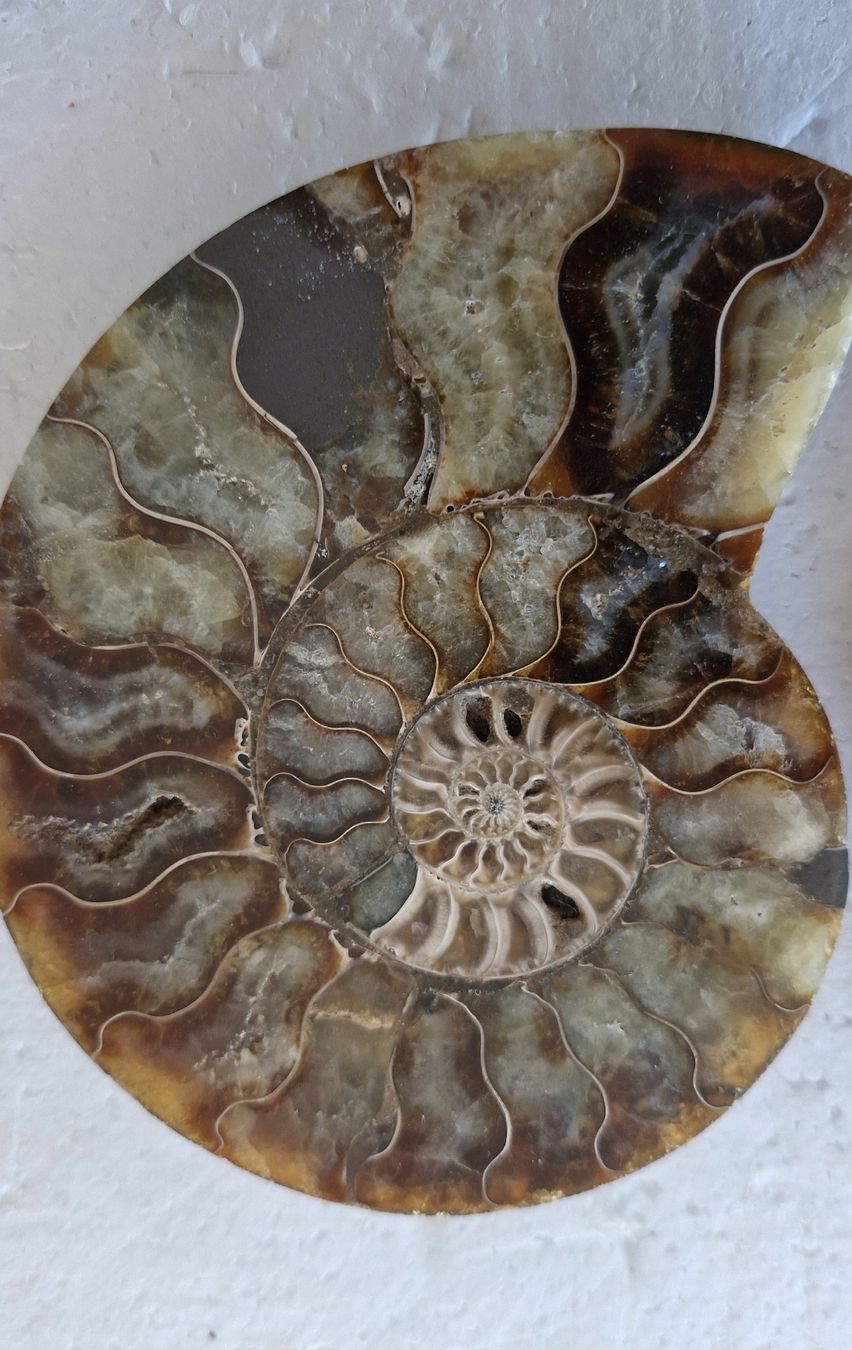 Fossilien: Schöner Ammonit, poliert – Gebraucht aus Zürich von Waitsforever 1