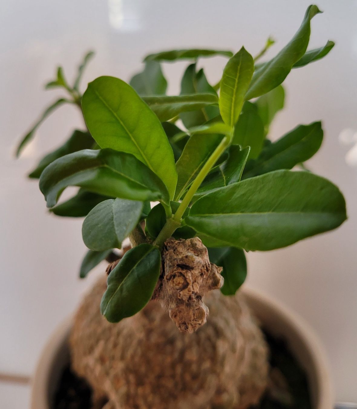 Plantes & graines: Fockea mit Topf – D'occasion à Stüsslingen par pati-king 6