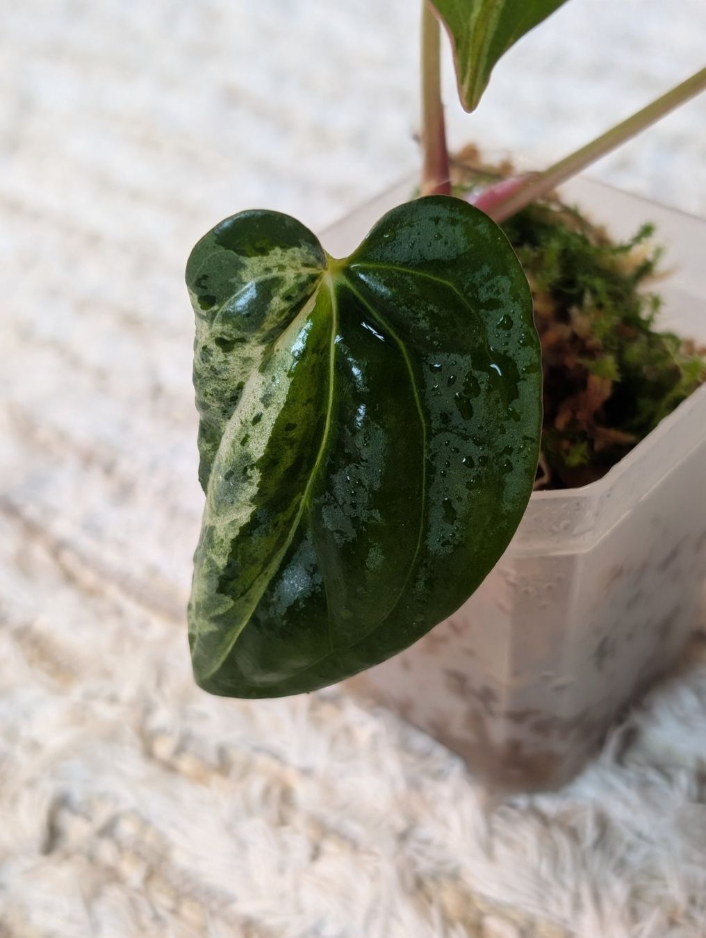 Piante & sementi: Anthurium Hot Barbie Pink Variegata – Nuovo (secondo la descrizione) da Faulensee venduto da plantmama 3