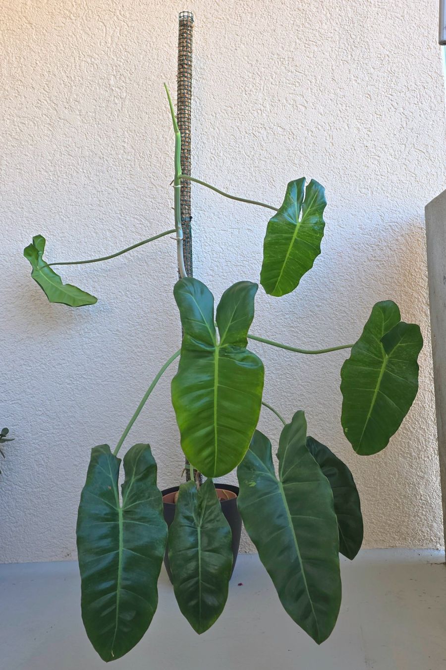 Piante & sementi: Grosser Philodendron Paraiso Verde – Nuovo (secondo la descrizione) da Gerolfingen venduto da Azora