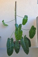 Grosser Philodendron Paraiso Verde