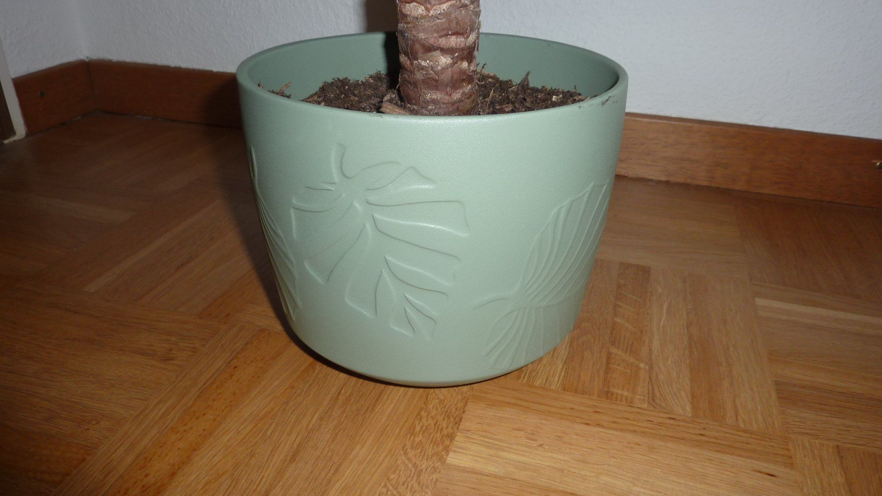 Piante & sementi: yucca palme – Nuovo (secondo la descrizione) da Füllinsdorf venduto da pmarkus 3