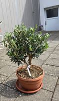 Schöner Kleiner Olivenbaum